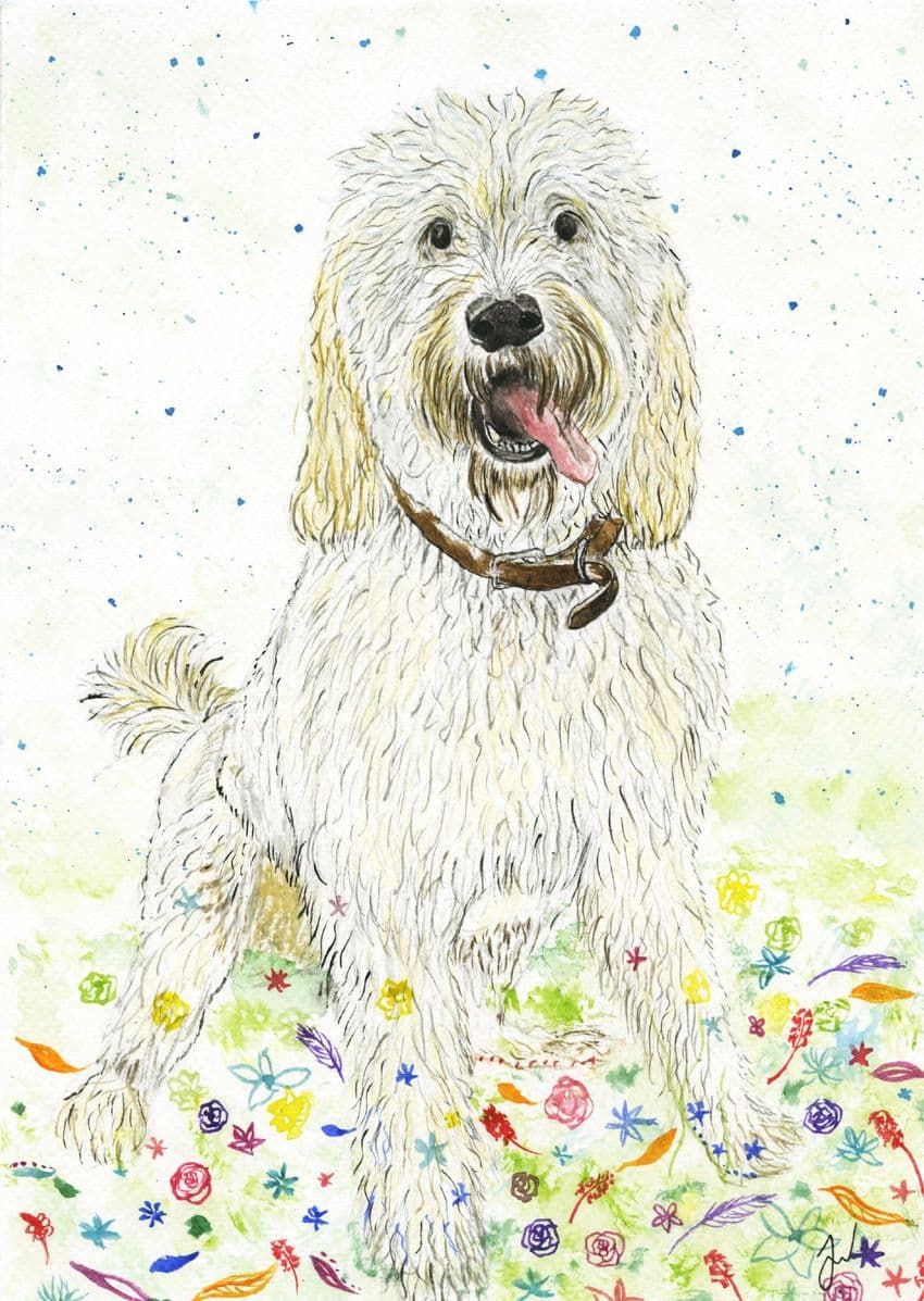 Poppy the Goldendoodle