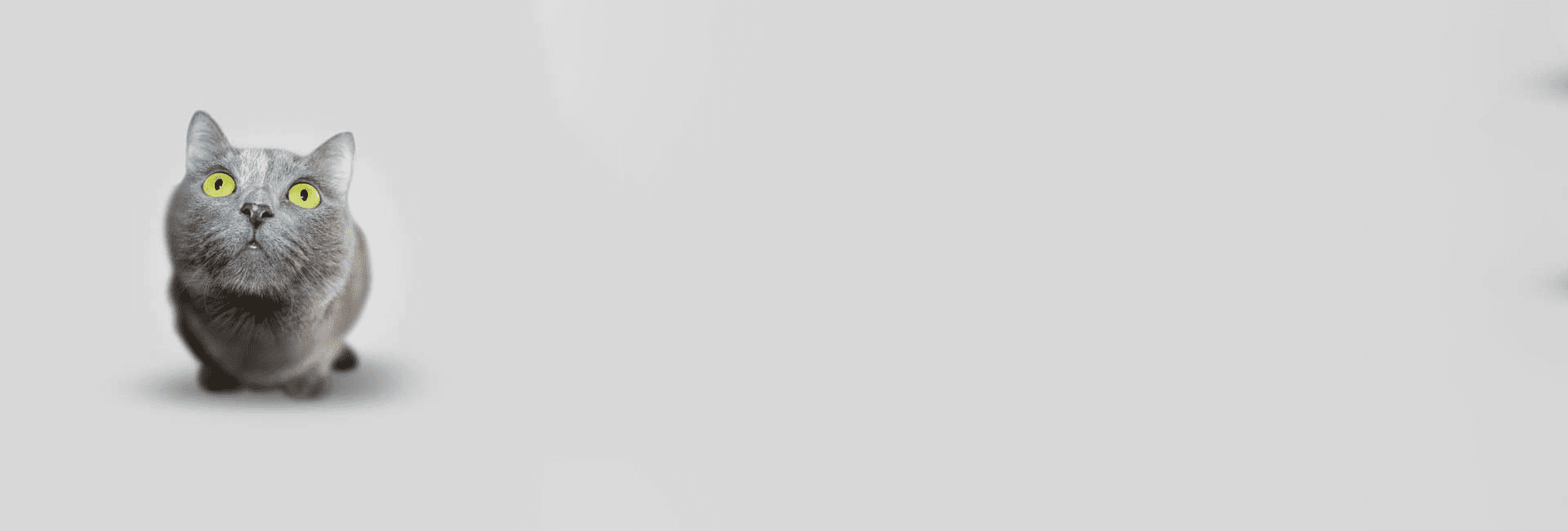 My Pet Warehouse UK Online Pet Supplies Earn Loyalty Points