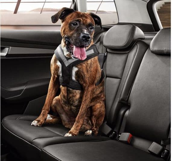 Skoda Dog Safety Belt (Size XLarge)