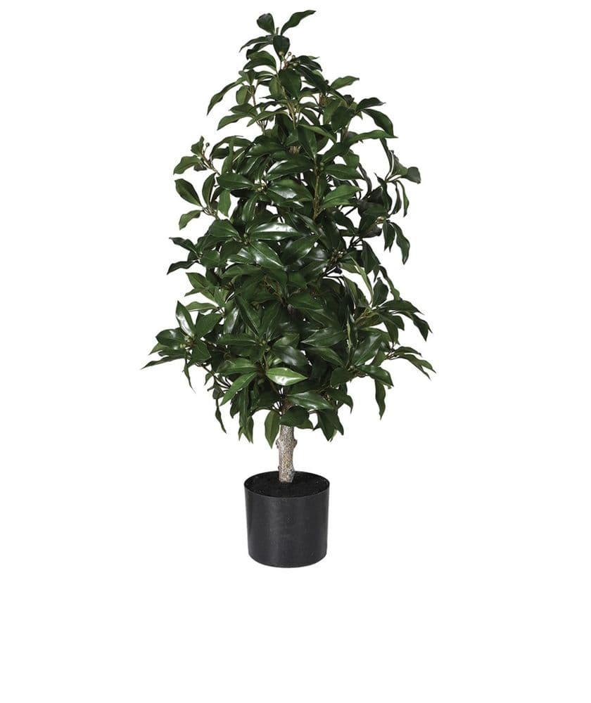 Bay Laurel Tree in Black Pot