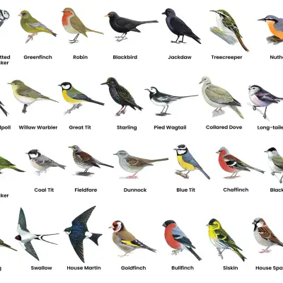 British Birds A3 Print