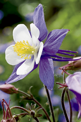 Aquilegia Blue Star
