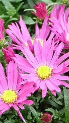 Aster novi-belgii Bahamas