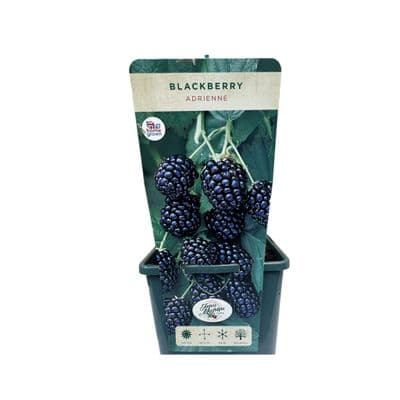 Blackberry 'Adrienne' 3L