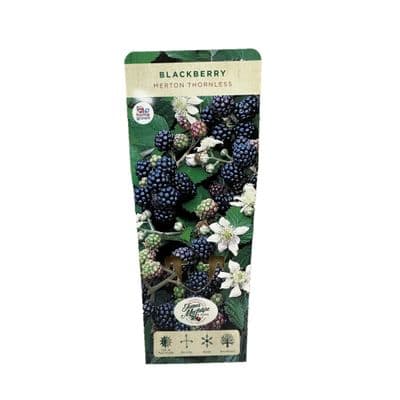 Blackberry 'Merton Thornless' 3L
