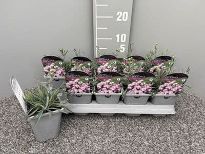 Dianthus Candy Floss