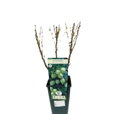 Gooseberry 'Hinnonmaki Green' 3L