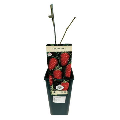 Loganberry 3L