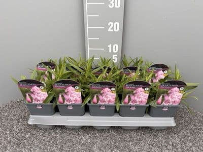 Penstemon Pink Bedder
