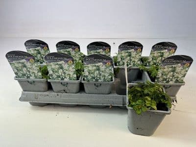 Polemonium caeruleum Alba