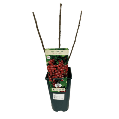Redcurrant 'Laxton' 3L
