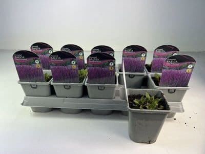 Salvia nemorosa East Friesland