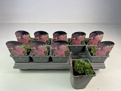 Sedum spathulifolium Cape Blanco