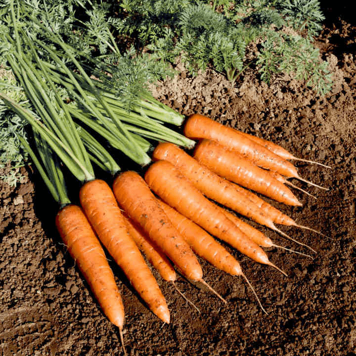 Suttons Carrot Seeds F1 Fire Wedge