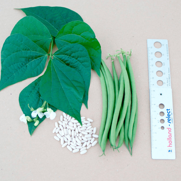 Suttons Dwarf French Bean Seeds Compass