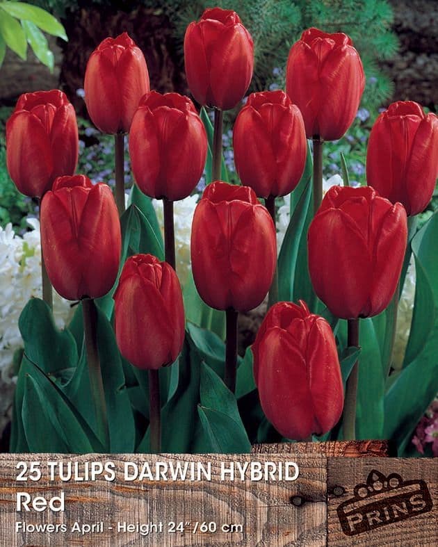 Tulip Darwin Red
