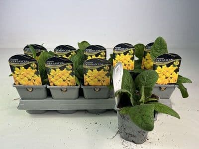 Verbascum Banana Custard