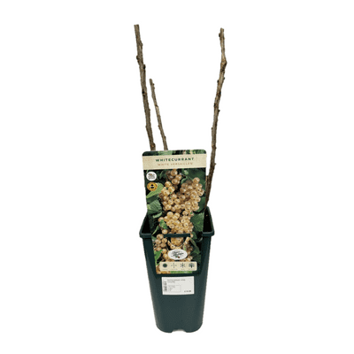 Whitecurrant 'White Versailles' 3L