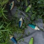 Eperfa, Firefly