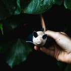 Eperfa, Horseshoe Bat, Open Wing