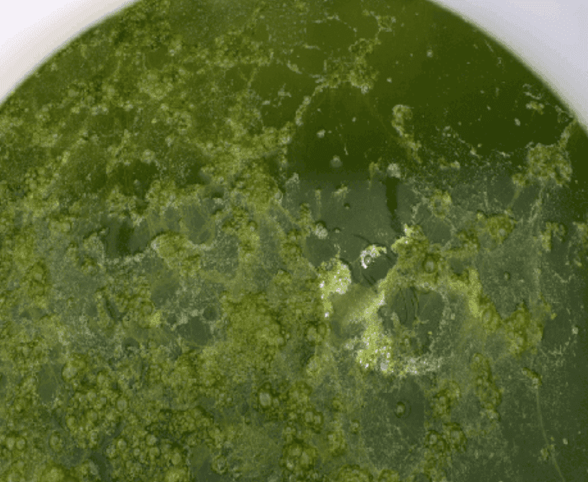 How to Keep Algae Out of Rainwater Tanks