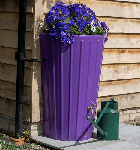 Purple Cosmo Mini Water Butt Planter