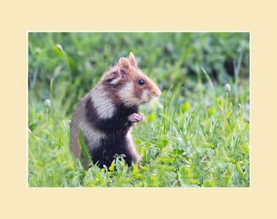 'Central Cemetery' European Hamster Photographic Print