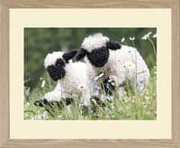 'Cutest Sheep in the World' Valais Lamb Group