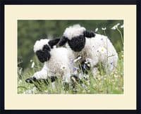 'Cutest Sheep in the World' Valais Lamb Group