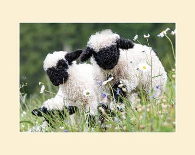 'Cutest Sheep in the World' Valais Lamb Group