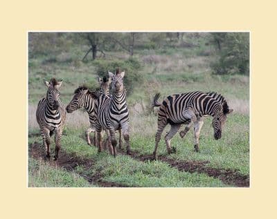 'Did you see the size of that Lion?' Zebra Print