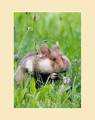 'Fat Cheeks' European Hamster Photographic Print