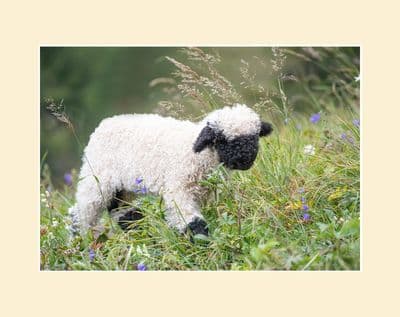 'The Cutest Sheep in the World' Valais Blacknose Lamb