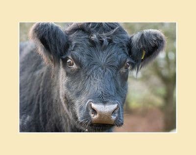 Aberdeen Angus Calf Print