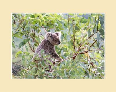Amongst the Leaves Koala  Australian Wildlife Print