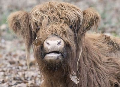 Autumn Calf Large Unmounted Highland Cow Print