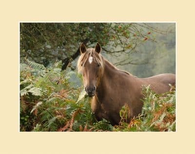 Autumn Forest New Forest Pony in Bracken Photo Print