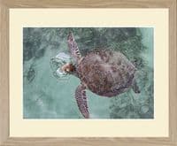 Beach side Dingo Australian Wildlife Print