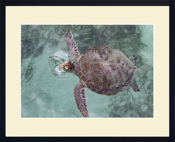 Beach side Dingo Australian Wildlife Print