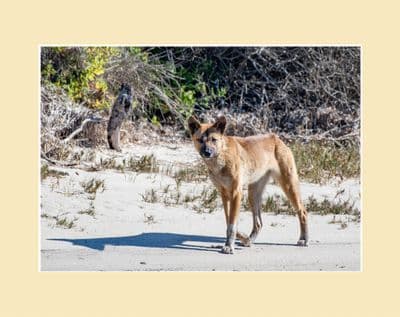 Beach side Dingo Australian Wildlife Print