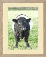 Belted  Galloway Calf 'Attitude'  Portrait Print