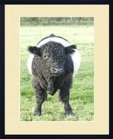 Belted  Galloway Calf 'Attitude'  Portrait Print