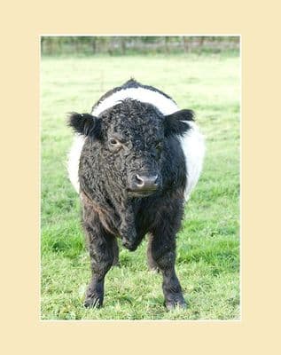 Belted  Galloway Calf 'Attitude'  Portrait Print