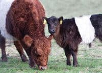 Belted Galloway Cattle Calendar 2026