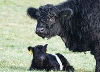 Belted Galloway Cattle Calendar 2026