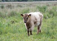 Belted Galloway Cattle Calendar 2026