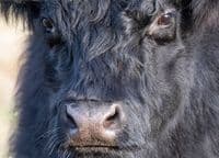 Belted Galloway Cattle Calendar 2026