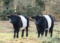 Belted Galloway Cattle Calendar 2026