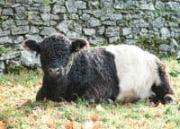 Belted Galloway Cattle Calendar 2026