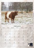 Belted Galloway Cattle Calendar 2026